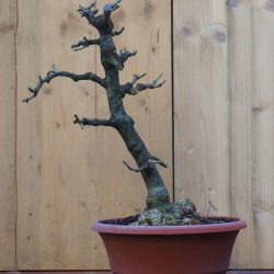 Frêne 4_1