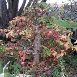 IMG_20201109_163140
