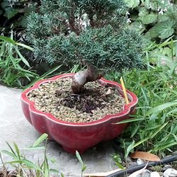 IMG_20200512_160241174