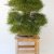 Cote