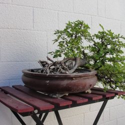 DSC08975