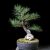 PINUS 04-10