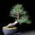 PINUS 04-11
