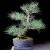 PINUS 04-12