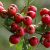 aubépine_baies_rouges