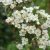 aubépine_fleurs