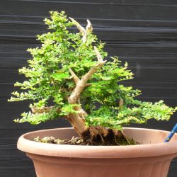 NITIDA-3