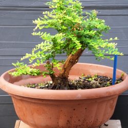 NITIDA-1