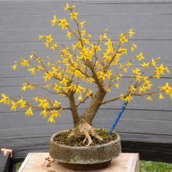 FORSYTHIA_27aout