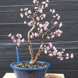 kojo_en_fleurs2026