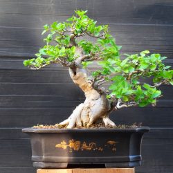 PREMNA_1
