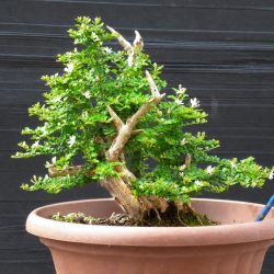 Lonicéra_3_FLEURI