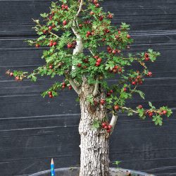 AUBEPINE_2026
